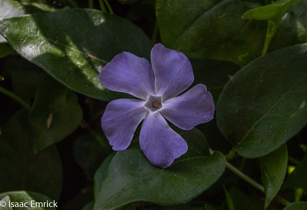 Hidden Violet