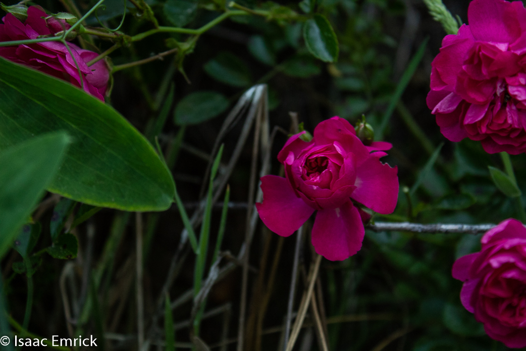 Hidden Rose 2