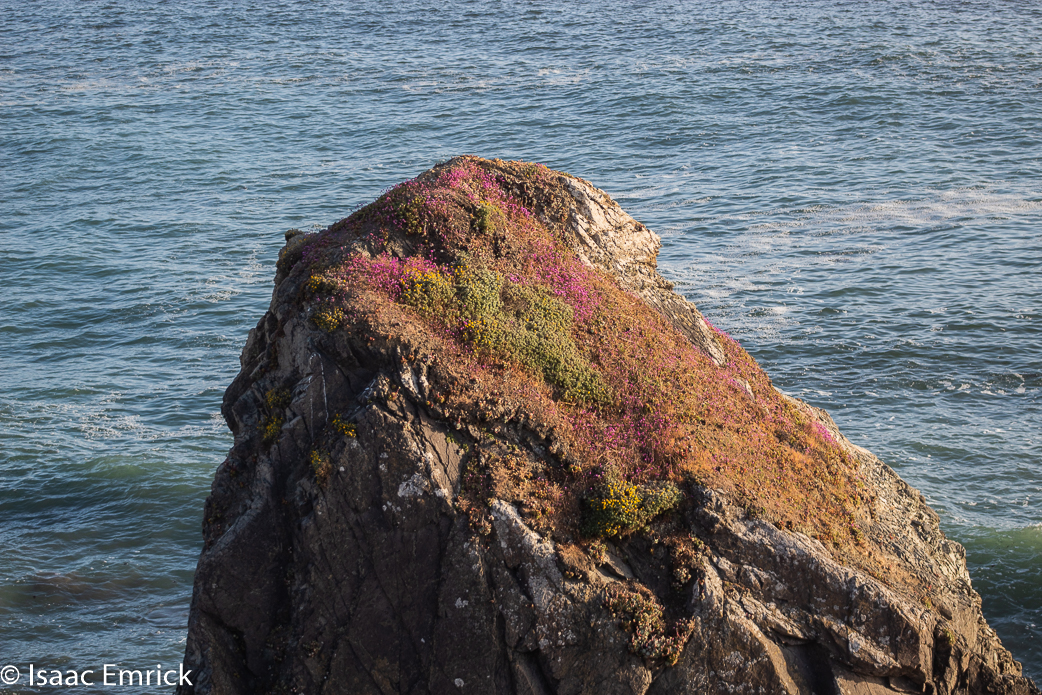 Rock Point Purples 3